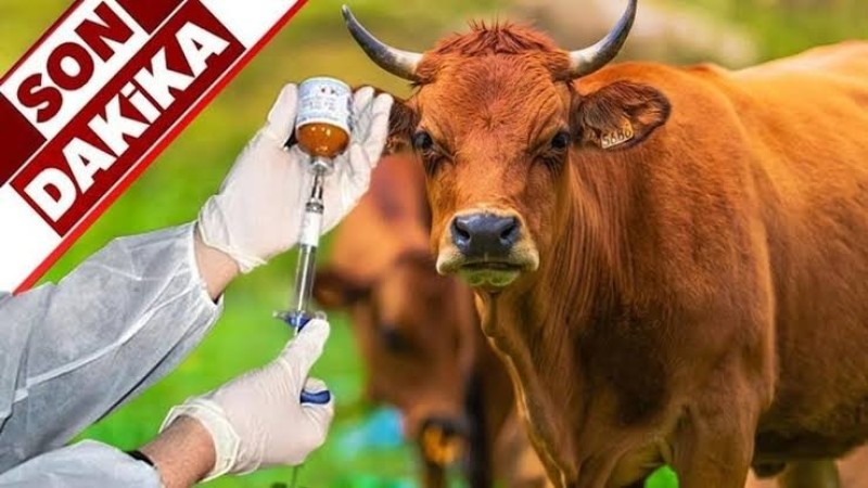 Çine'de Hayvan Alım Satımı Durduruldu